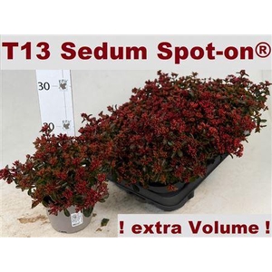Sedum Spu Spot D Ros