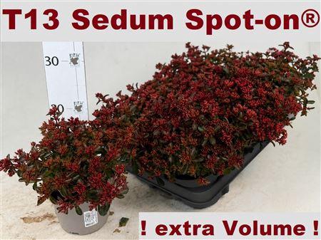 <h4>Sedum Spu Spot D Ros</h4>
