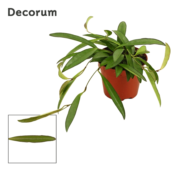 Hoya wayetti 9 cm green (Decorum)