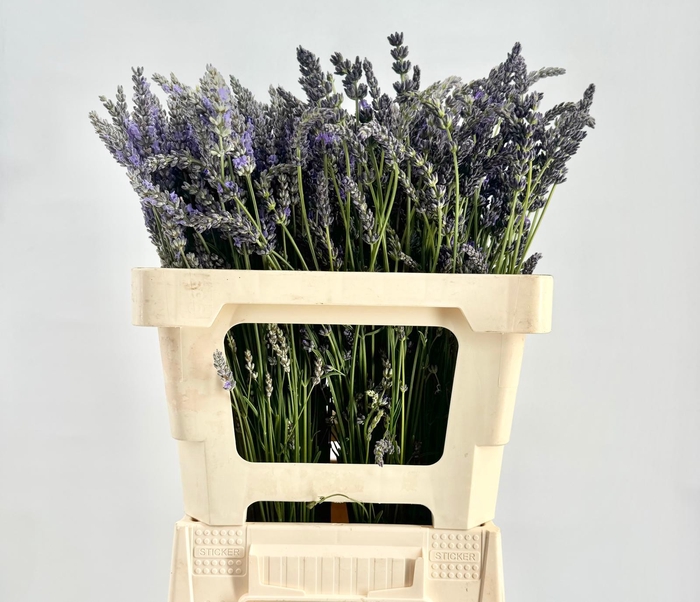 <h4>Lavandula Angustifolia</h4>
