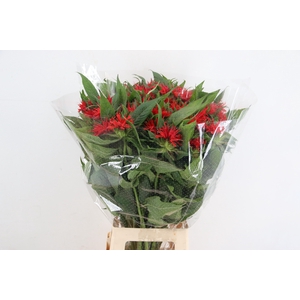 MONARDA RED FOUNTAIN