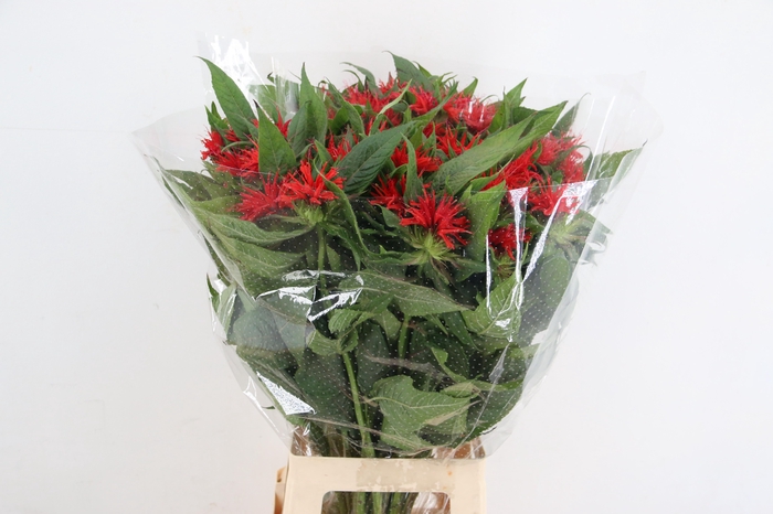 <h4>MONARDA RED FOUNTAIN</h4>