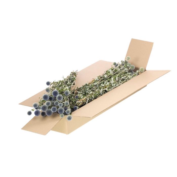 <h4>Echinops Sb Natural Blue</h4>