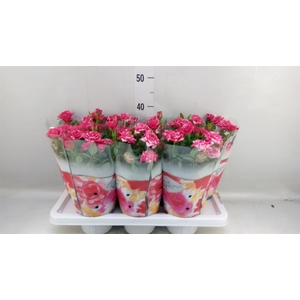 Rosa  'Tunesie Twin Colour Star'