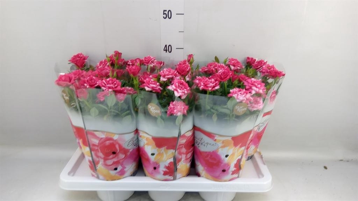 <h4>Rosa 'Tunesie Twin Colour Star'</h4>
