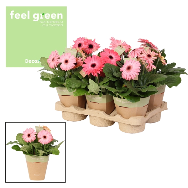 Gerbera rosetinten 2+ bl. Feel Green, nature pc Decorum