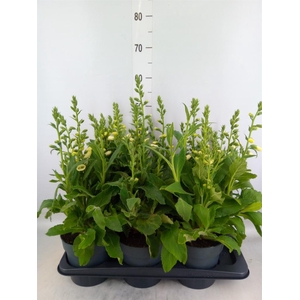 Digitalis purp. 'Hanabee White'