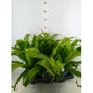 Asplenium antiquum 'Osaka'