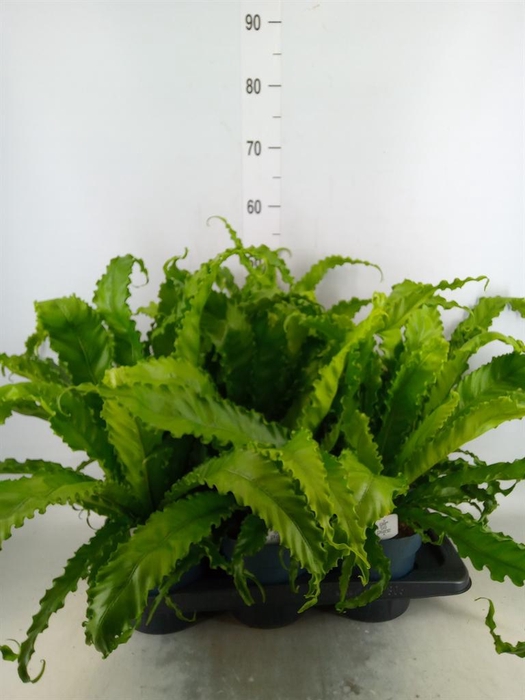 <h4>Asplenium antiquum 'Osaka'</h4>