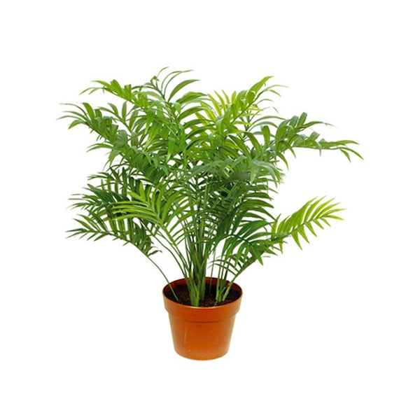 PALMEIRA CHAMAEDOREA ELEGANS P15