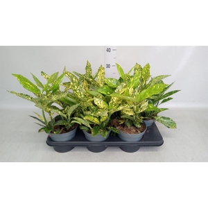 Aucuba japonica   ...
