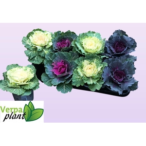 BRASSICA (SIERKOOL)