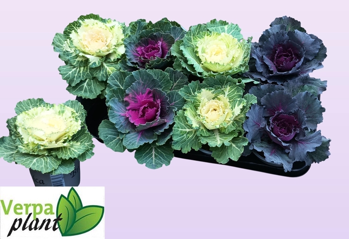 <h4>BRASSICA (SIERKOOL)</h4>