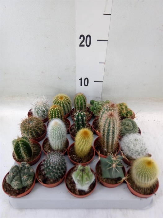 <h4>Cactus   ...mix</h4>