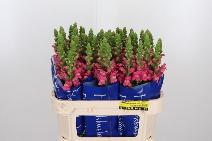 Antir Antibes Rose