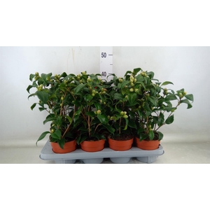 Camellia reticulata 'Mary Williams'