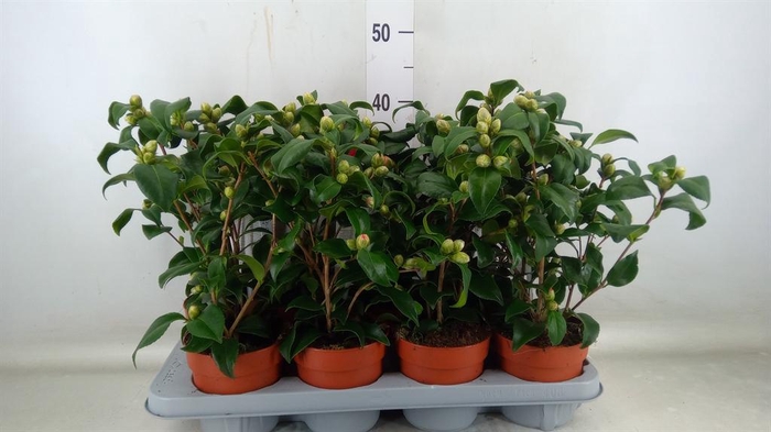 <h4>Camellia reticulata 'Mary Williams'</h4>