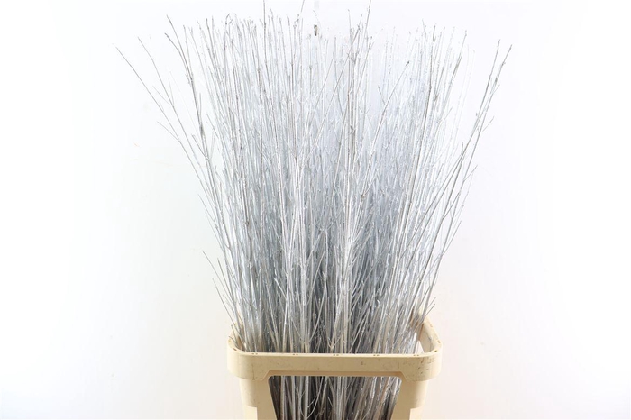 <h4>Cornus Kbh Silver</h4>