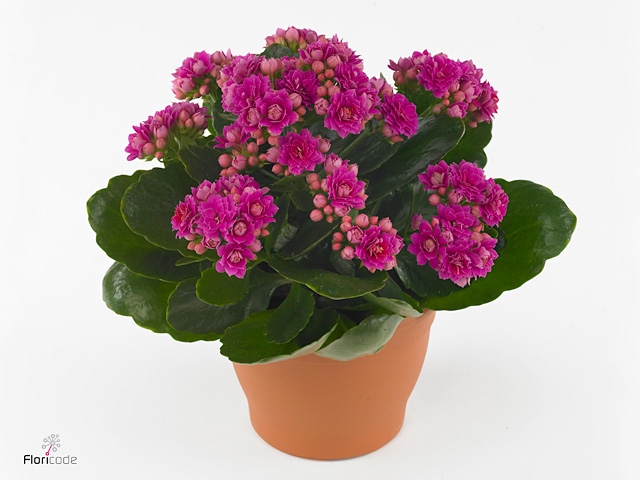 Kal bf Tender Serenity Purple