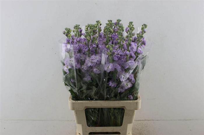 <h4>MATTH IRON MARINE</h4>