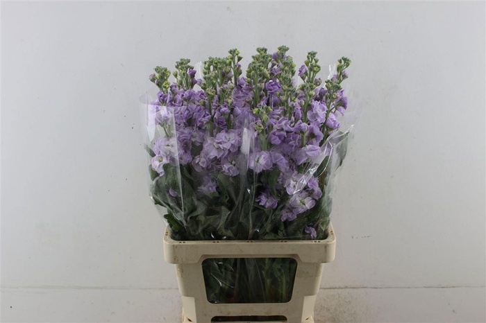 <h4>MATTH IRON MARINE</h4>