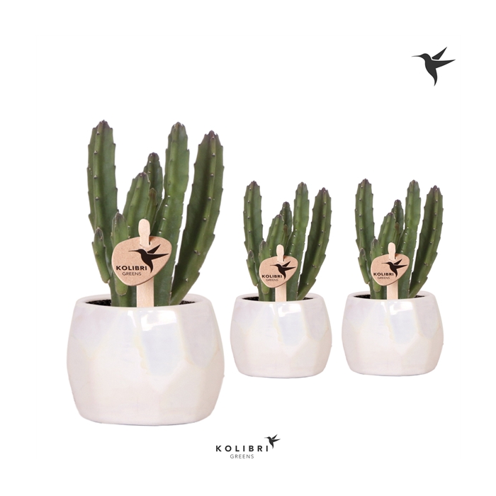 <h4>Kolibri Greens Stapelia in Pearl pot travertine</h4>