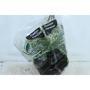 EUPHORBIA CHAMAESYCE KILIMANSCHARO C21 BRANCO
