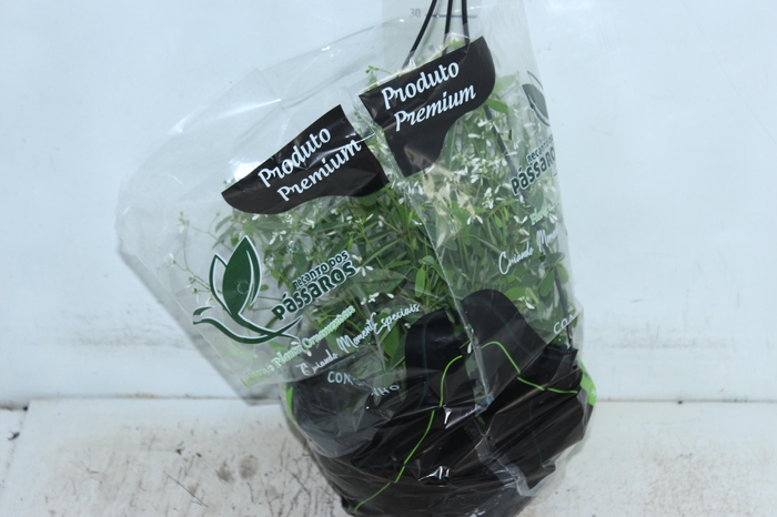 <h4>EUPHORBIA CHAMAESYCE KILIMANSCHARO C21 BRANCO</h4>