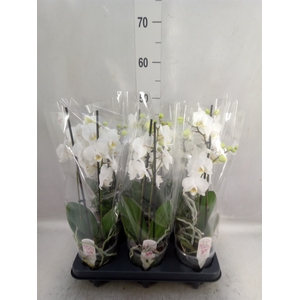 Phalaenopsis multi. 'FC Salt'