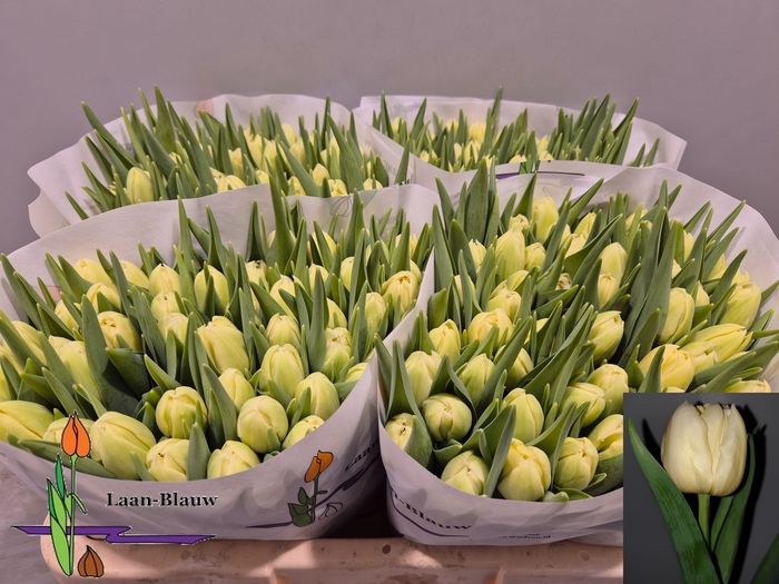 <h4>TU DU VERONA</h4>