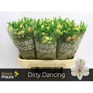 Alstr Dirty Dancing