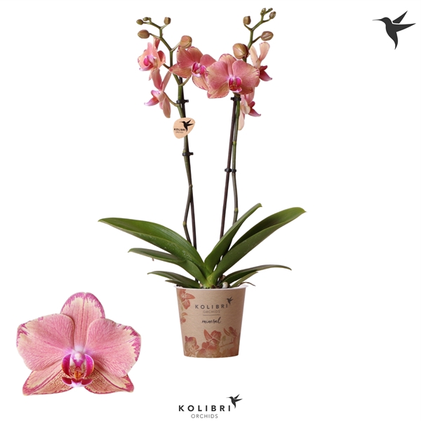 <h4>Kolibri Orchids Jewel Phalaenopsis Pirate Picotee 2spike</h4>