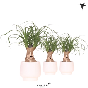 Kolibri Greens Beaucarnea in Scandic pot white