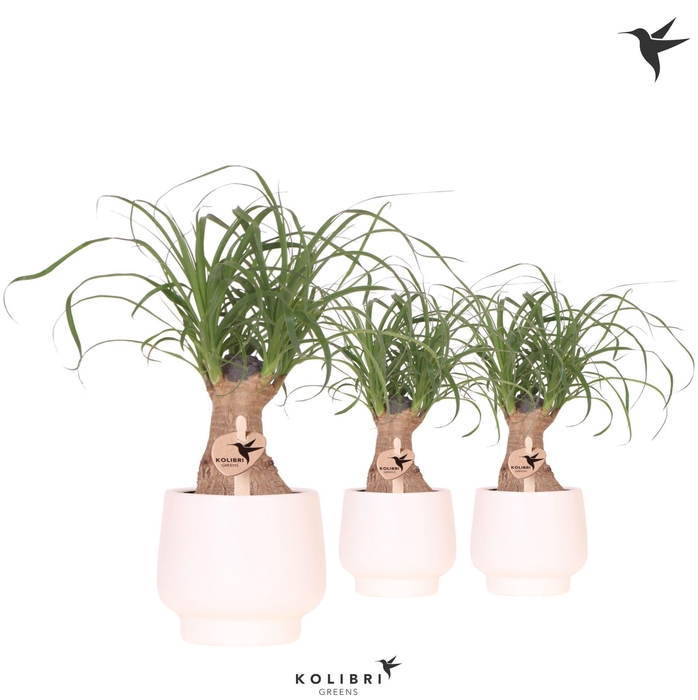 <h4>Kolibri Greens Beaucarnea in Scandic pot white</h4>