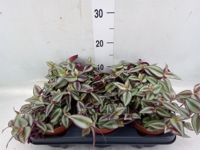 <h4>Tradescantia zebr. 'Violet Hill'</h4>