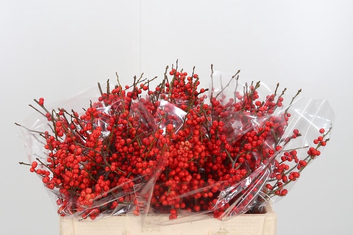 <h4>Ilex Ve Rode Bes</h4>