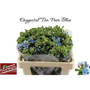 OXY CO TAN PURE BLU