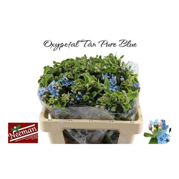 <h4>Oxy Co Tan Pure Blu</h4>