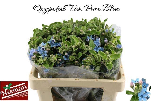 Oxy Co Tan Pure Blu