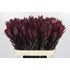 Leucadendron Saf Sunset Dark R.