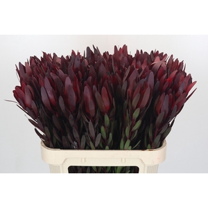 Leucadendron Saf Sunset Dark R.