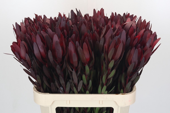 <h4>Leucadendron Saf Sunset Dark R.</h4>