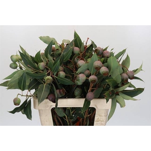 KAAPS GROEN EUC. BELL GUM