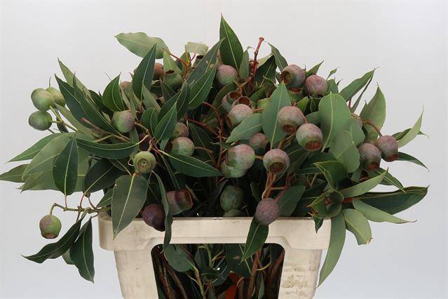 <h4>KAAPS GROEN EUC. BELL GUM</h4>