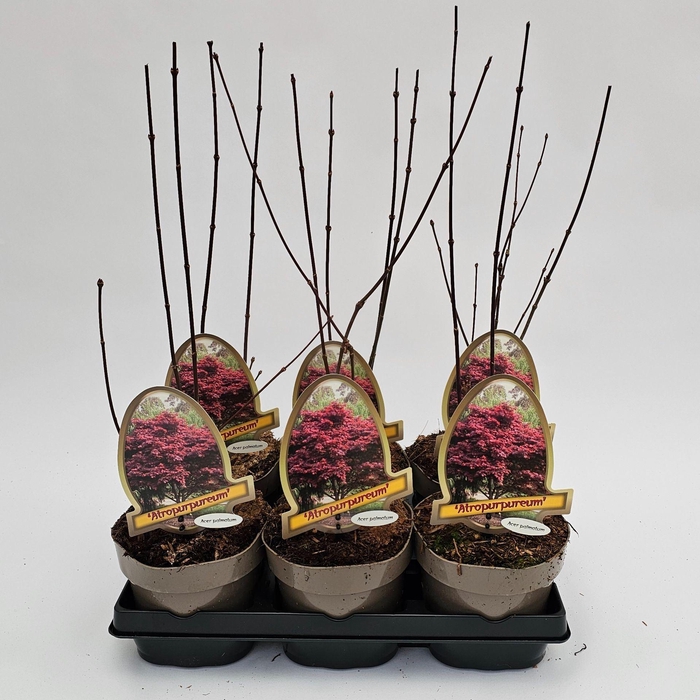 Acer palmatum Atropurpureum