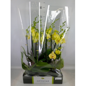 Phalaenopsis  'Ant Ferrara'
