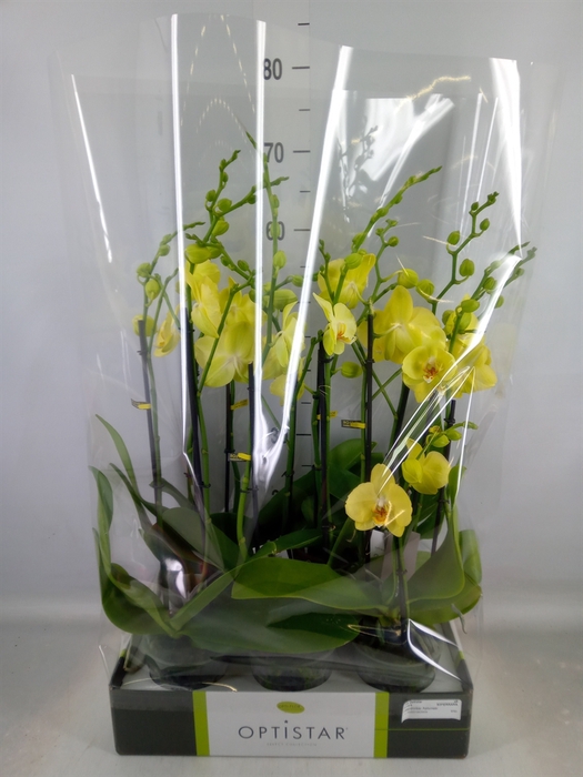<h4>Phalaenopsis  'Ant Ferrara'</h4>