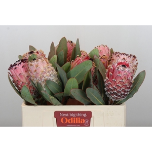 Protea Barbigera