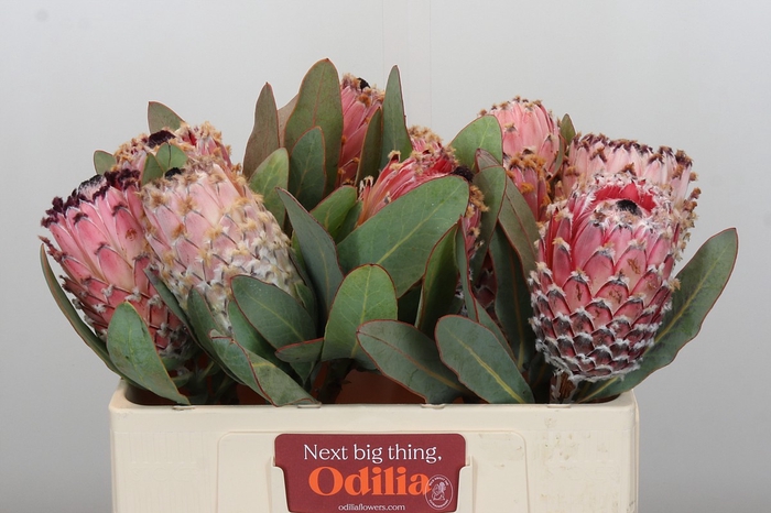 Protea Barbigera