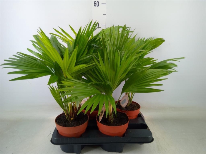 <h4>Livistona rotundifolia</h4>